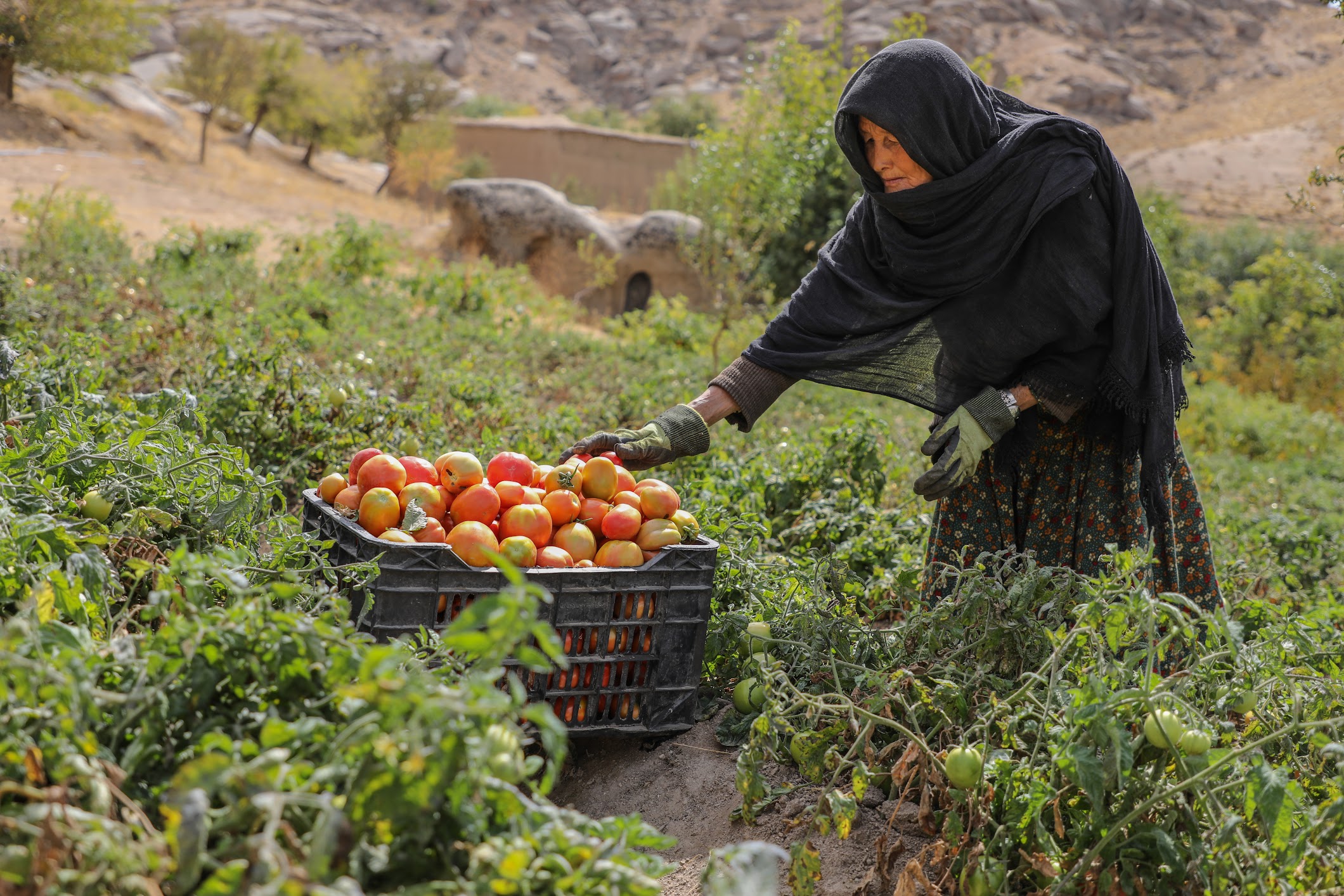 Alternative Livelihoods